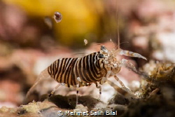 Bumble bee shrimp is hunting amphipods coming to dive lig... by Mehmet Salih Bilal 